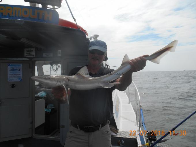 7 lb Starry Smooth-hound by Mark Pierce