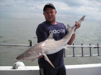 15 lb 10 oz Smooth-hound (Common) by Dan