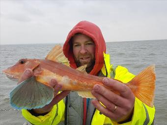 1 Kg Red Gurnard by Unknown