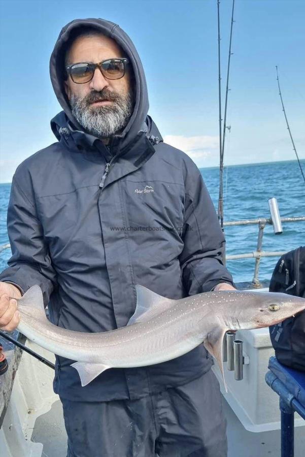 8 lb Smooth-hound by Unknown