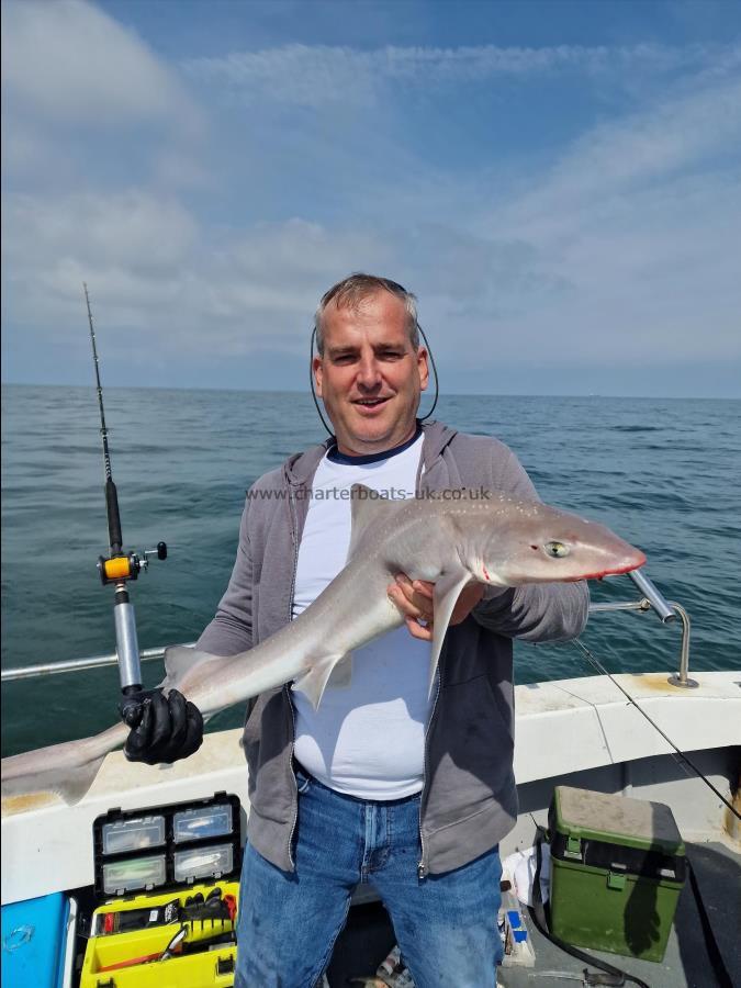 10 lb Smooth-hound (Common) by David