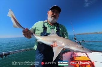 7 lb Starry Smooth-hound by Steve