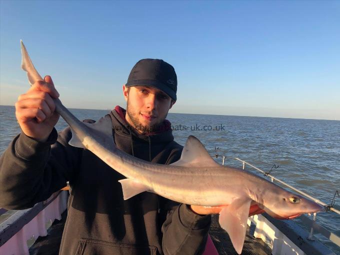 7 lb 6 oz Smooth-hound (Common) by Unknown