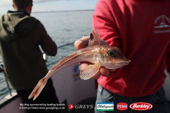 1 lb Grey Gurnard by Mark