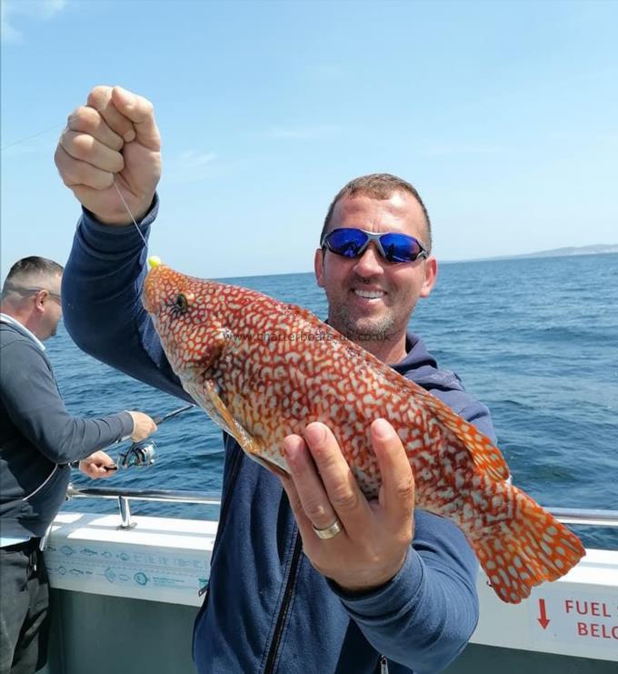 2 lb 14 oz Ballan Wrasse by Maruis