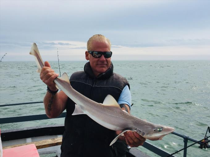 8 lb Starry Smooth-hound by Unknown