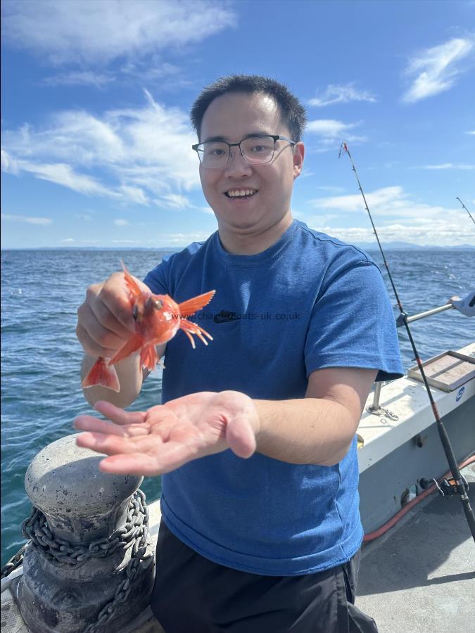 3 oz Red Gurnard by Jianhui