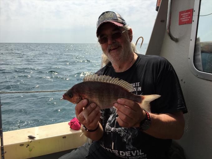 2 lb Black Sea Bream by Bob Apps