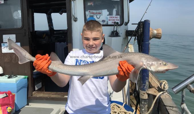 6 lb Smooth-hound by Unknown