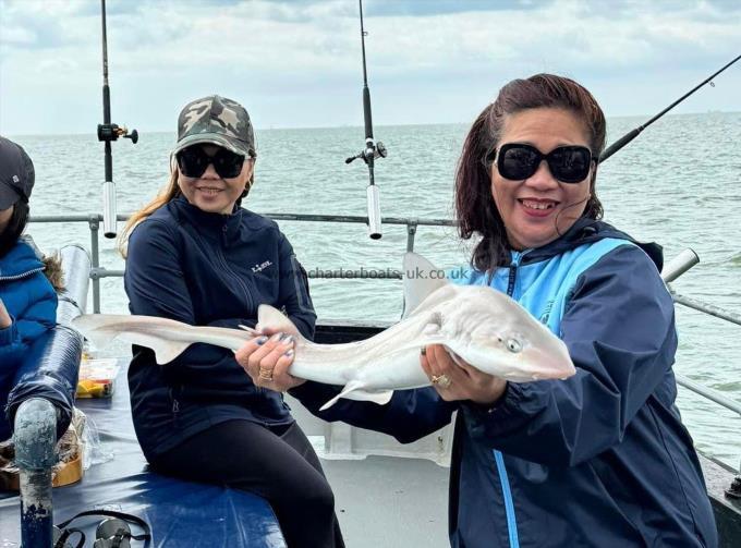7 lb Smooth-hound by Unknown