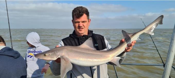 11 lb Smooth-hound (Common) by Wayne