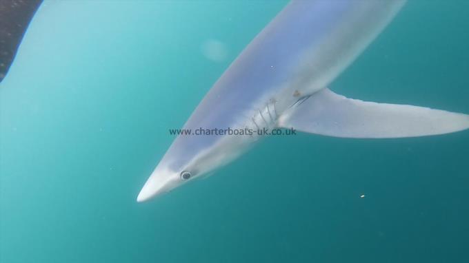 80 lb Blue Shark by Unknown