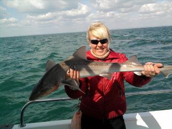 10 lb 4 oz Starry Smooth-hound by Natalie Stuart