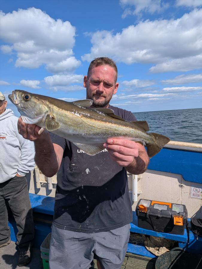 4 lb 2 oz Pollock by Unknown