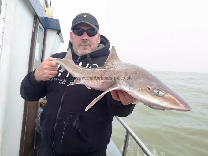 5 lb 2 oz Smooth-hound (Common) by Jason Hopkins