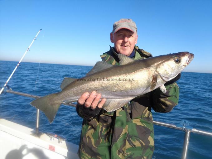 8 lb 8 oz Pollock by Chris