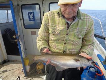 3 lb 10 oz Pollock by caught by joe