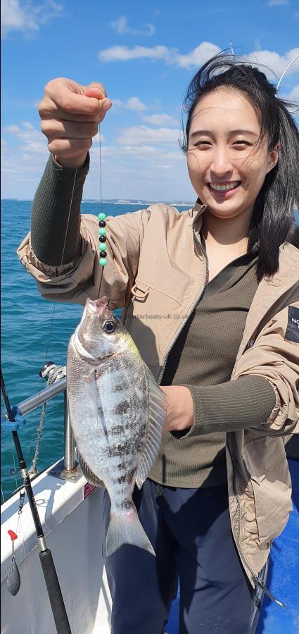 1 lb 8 oz Black Sea Bream by Unknown