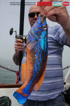 1 lb Cuckoo Wrasse by Phil