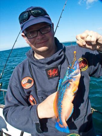 1 lb Cuckoo Wrasse by Bubs