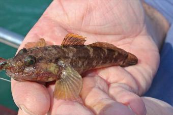 1 oz Rock Goby by Ari