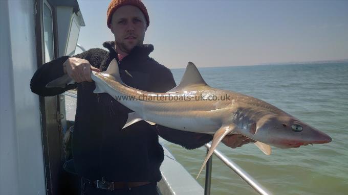 13 lb 5 oz Smooth-hound (Common) by Mark from Essex