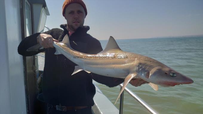 13 lb 5 oz Smooth-hound (Common) by Mark from Essex