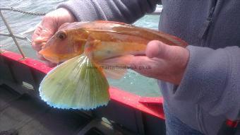 2 lb Tub Gurnard by Unknown