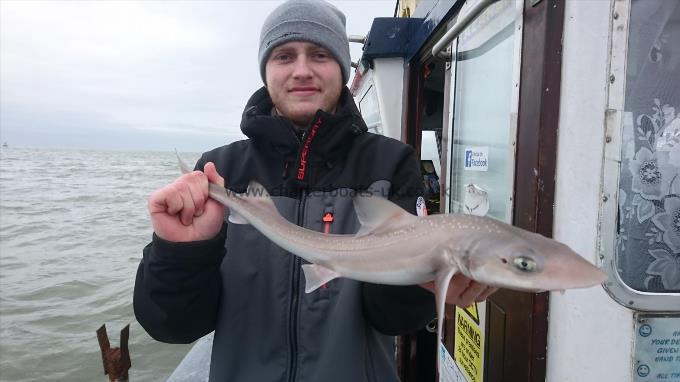 4 lb 2 oz Smooth-hound (Common) by Darren from herne bay