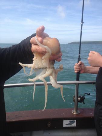 1 lb Octopus by Unknown