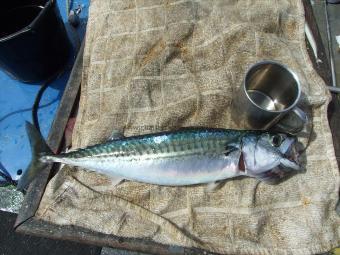 2 lb Mackerel by Unknown