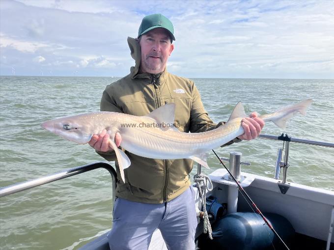 10 oz Smooth-hound by Unknown