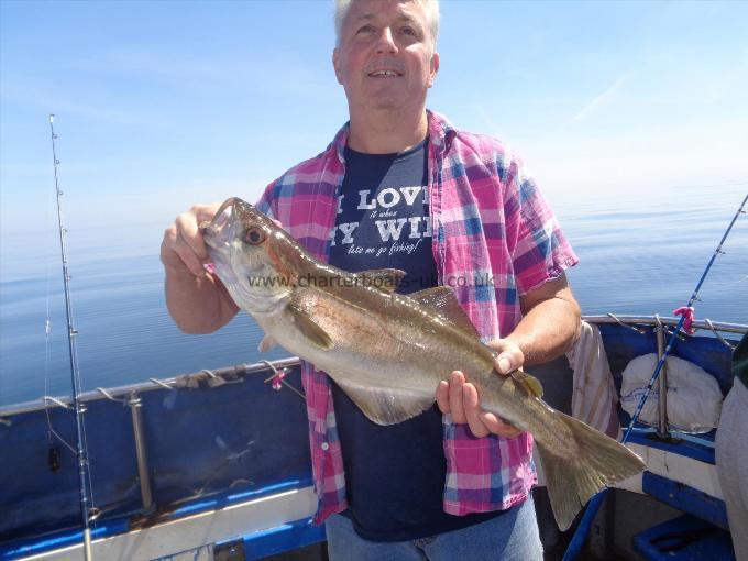5 lb 8 oz Pollock by one of many caught by dave