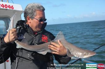 5 lb Starry Smooth-hound by Gareth