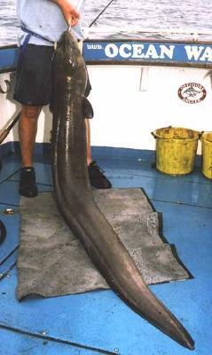 103 lb Conger Eel by Andy Matthews