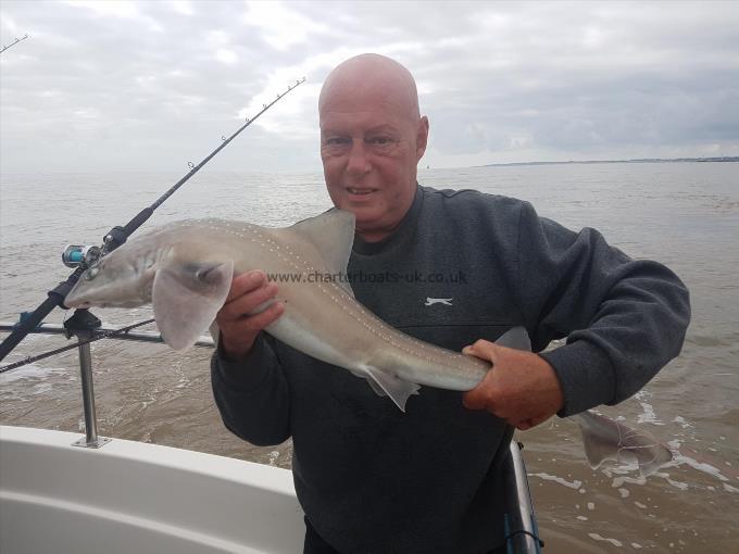 5 lb Starry Smooth-hound by Kev Lowan