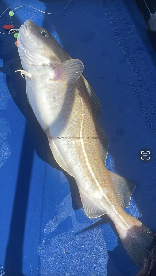 3 lb Cod by Unknown