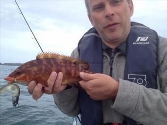 1 lb 8 oz Ballan Wrasse by Jimmy Lemon