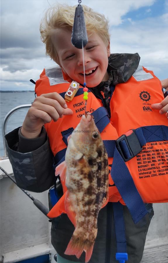 8 oz Baillon's Wrasse by Jack