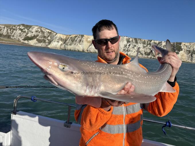 16 lb Smooth-hound by Unknown