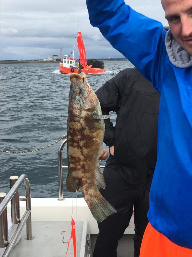 3 lb Goldsinny Wrasse by Unknown