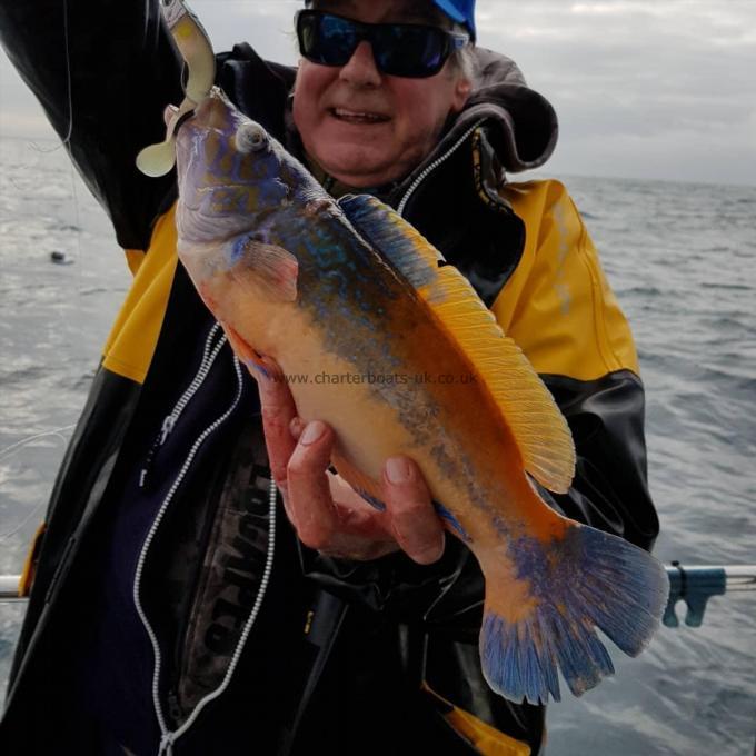 2 lb 4 oz Cuckoo Wrasse by Mike