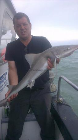 10 lb Starry Smooth-hound by paul smoggie