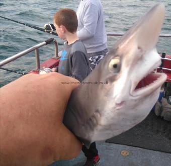 10 oz Smooth-hound by skipper dom