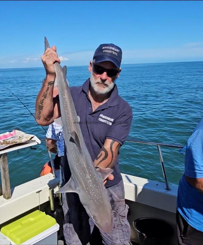 8 lb Starry Smooth-hound by Phil