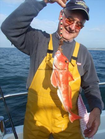 2 lb Red Gurnard by Trevor Lockyer