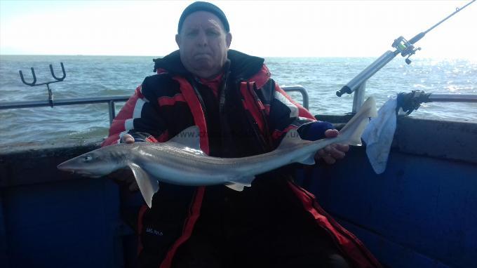 5 lb 6 oz Starry Smooth-hound by Alan