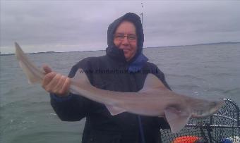 11 lb Starry Smooth-hound by Unknown