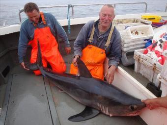 300 lb Porbeagle by John Wilcock