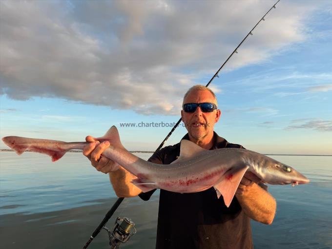 8 lb Starry Smooth-hound by Unknown